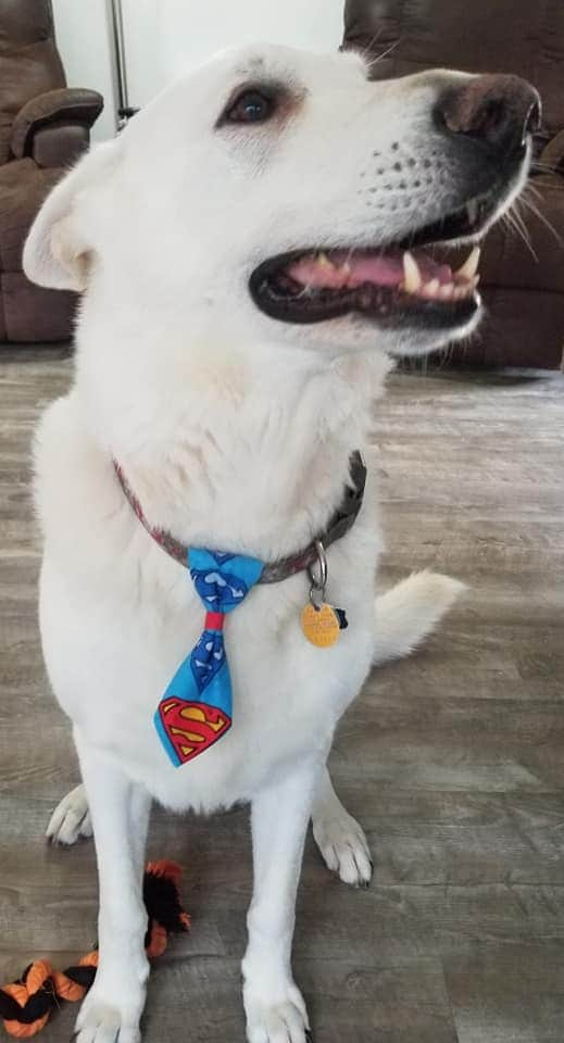 Regular Long Dog Tie "multicolor bones on black fabric"