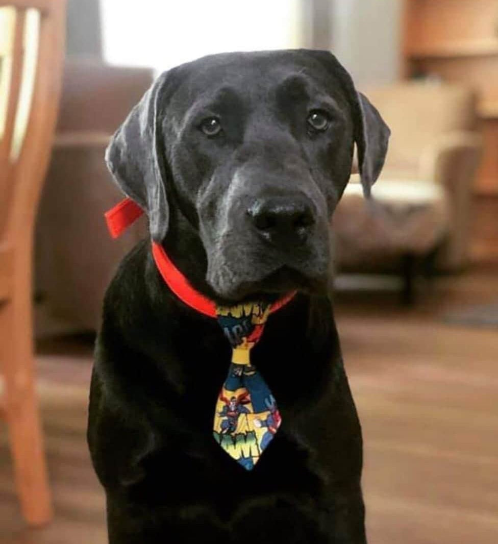 Regular Long Dog Tie "Game Day"